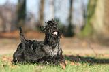 SCOTTISH TERRIER 026